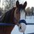 Terri Intilli Klausner's profile image