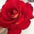 Laurel Paull Smith's profile image