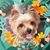 Kathy Silva-Schumpert's profile image