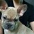 Nathan Alexander Nieves's profile image