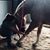 Tuliza Equine's profile image