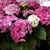 Anna Smith-Jones's profile image