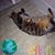 Amy Inman-Breidenstein's profile image