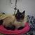 Debbie Leon's profile image