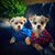 Renee Ratzloff Giefer's profile image