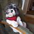 Donna Henry Stovall's profile image