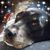 Nancy Petrich's profile image
