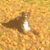 Nancy Chisholm's profile image