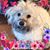 Diane Conte's profile image