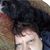Sean Hoke's profile image