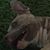 Rodney J. Puttock's profile image