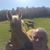 Robin Fulcher's profile image