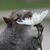 Cadis Stewart's profile image