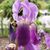 Amanda Leighton's profile image