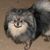 Robin Hartman's profile image