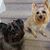Georgene Goda Wenrich's profile image