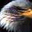 Dameon Canary's profile image