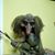 Eddie Greco's profile image