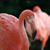 Angie Ewing Harrison's profile image
