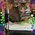 Jessica Ann Grunewald-Stein's profile image