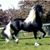 Angi Hendrix-Morgan's profile image