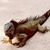 Dale Hammernik's profile image