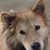 Roberta Fitzgibbon's profile image