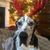 Carrie Canon's profile image