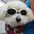 Sammy Bichon's profile image