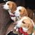 Susan Miller Davis's profile image