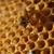 Backyard Bees Stiles's profile image