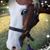 Rhonda Borcherts-Surratt's profile image