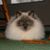 Chris Jonte's profile image