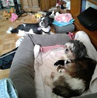 Debby L Ammon's profile image