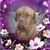 Denise Caruso-Pecora's profile image