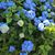 Susan Lopes's profile image