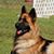 Marcello Morgan's profile image