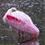Dana Dowling's profile image