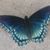 Cindy Brooks Moore's profile image