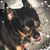 Jamie Magnett Brown's profile image