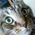 Polly Reynders-Thoman Ibclc's profile image