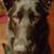 Christina Calabrace Sichi's profile image