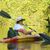 Alice Knapp's profile image