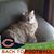 Michelle Mattan Fitzgibbons's profile image