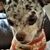 Linda Likeness's profile image