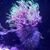 Laura Leslie's profile image
