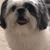 Susie Craig's profile image