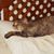 Julia Cornelius's profile image