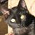 Diana Wegh's profile image
