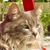 Starr Kelleher's profile image